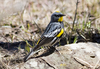 Audobons Yellow rumped Warbler